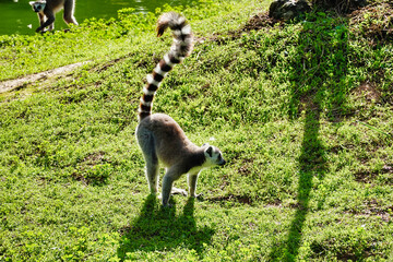 Ring-tailed lemur walking on green grass at a zoo - obrazy, fototapety, plakaty