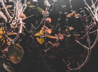 Rusty tree leafs, dead tree, black background