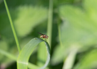 orange fly on a green leaf with a green background