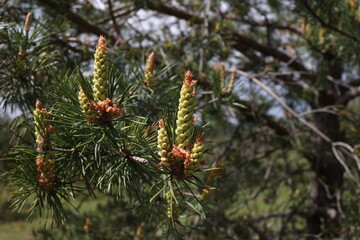 Blooming pine tree in the forest in spring