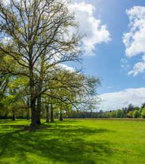 Sprouting oak tree leaves in early spring in Hoge Veluwe National Park, Netherlands