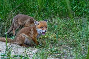 Zwei Jungfüchse beim fressen