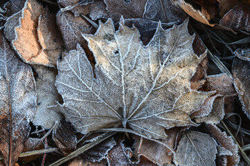 Frozen Maple Leaf On The Ground. Autumn leaves covered with frost - textured background