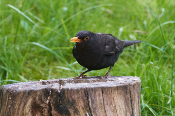 Amsel Männchen bei der Futtersuche