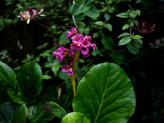EVENING WALK ROUND THE GARDEN LOOKING FOR SUBJECTS 