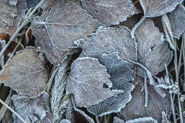 Close-up of dry frozen leaves in ground during fall morning. Autumn leaves covered with frost - textured background