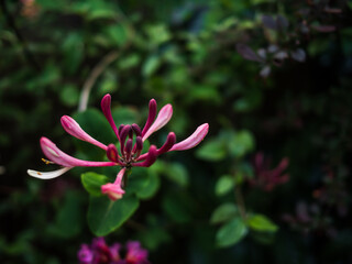 EVENING WALK ROUND THE GARDEN LOOKING FOR SUBJECTS 
