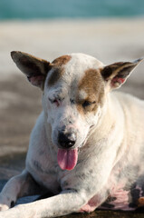 Obraz premium A dog lies in the poses. the tongue hanging out. sea background