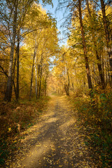 Forest trail with in colorful autumn woods with rays of warm sunlight. Hiking path in fall forest