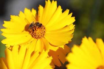 Blume mit Biene / Flower with bee / Flos et Apiformes