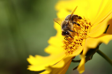 Blume mit Biene / Flower with bee / Flos et Apiformes