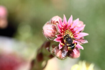 Hauswurz mit Biene / Houseleek with Bee / Sempervivum et Apiformes