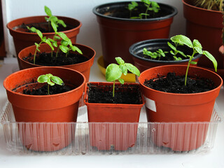 Growing seedlings at home. Basil sprout grows in a pot on a windowsill.