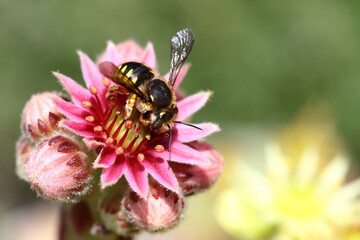 Hauswurz mit Biene / Houseleek with Bee / Sempervivum et Apiformes