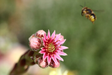 Hauswurz mit Biene / Houseleek with Bee / Sempervivum et Apiformes