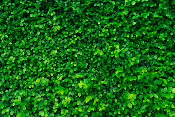 Closeup evergreen hedge plants. Small green leaves in hedge wall texture background. Eco evergreen hedge wall. Ornamental plant in backyard garden. Many leaves reduce dust in air. Natural backdrop.