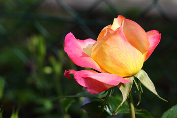 Rose / Rose / Rosa