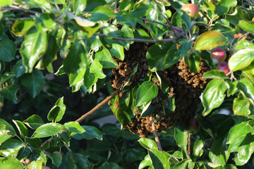  Bienenschwarm / Swarm of bees / Apiformes