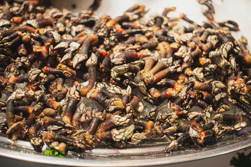 luxury delicates percebes displayed on ice in seafood street market
