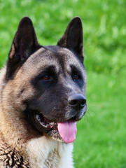 American Akita dog head close-up. Sunny day