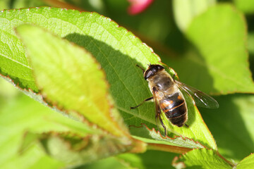  Biene / Bee / Apiformes