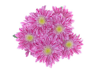 Modern pink gerbera