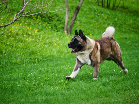 American Akita dog runs through the green grass