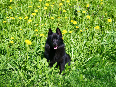 Adorable Belgian Shepherd Schipperke sits among yellow dandelions