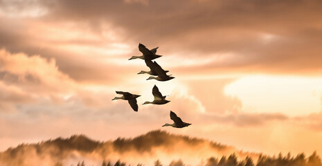 a flock of birds flying into a beautiful sky during sunset.