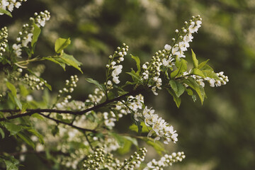 Prunus padus flowering.