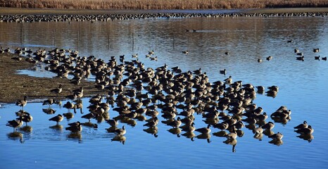 a large flock  of canada geese   on a pond along the teller farms trail,  in eastern boulder county, colorado