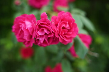 Summer roses are in full bloom.