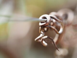 Old grape tendrils
