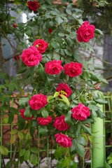 Fototapeta premium Summer roses are in full bloom.