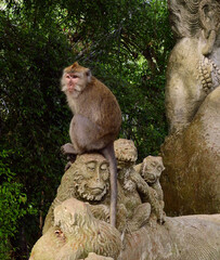 Obraz premium white-tailed monkey sitting on a stone monkey carving in ubud monkey forest in bali, indonesia 