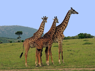 three giraffes standing in the savannah on a sunny day  in maasai mara wildlife park, kenya,  africa