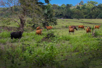 Herd of Bulls at East Java Savanna