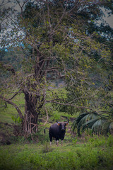 Fototapeta na wymiar Black Bull at East Java Savana