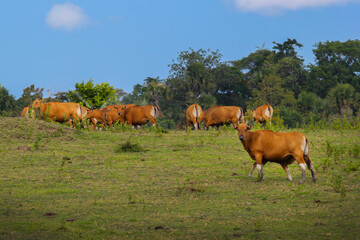 Naklejka na ściany i meble Herd of Bulls at East Java Savanna
