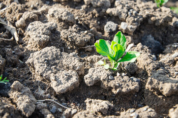 sprout growing in dry soil