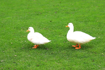 A family of Peking white ducks walk on the green lawn in spring, summer. Ducklings, meat duck, poultry on farm in the village. Waterfowl,delicacy food, hunting