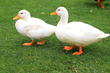 A family of fluffy Peking white ducks walk on the green lawn in spring, summer. Ducklings, meat duck,  poultry on farm in the village. Waterfowl,delicacy food, hunting