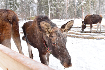 Elk on the Sumarokovskaya moose farm in Kostroma