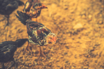 Obraz premium Rooster, Chick, Fighting cock in Thailand. 