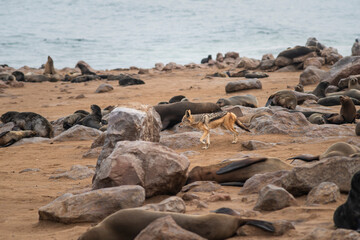 Black-backed jackal on hunt