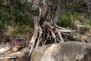 Obraz premium Bush walking in the Ku-ring-gai Chase National Park down to Flint and Steel Beach, north of Sydney, bush walk leading to beach