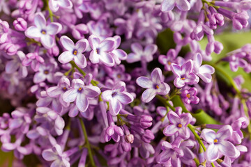 Fototapeta na wymiar Close-up of beautiful fresh Lilac flowers