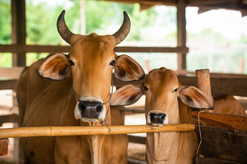 Cows in a farmer's stable in Thailand. 