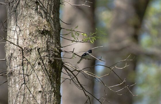 Black Throated Blue Warbler