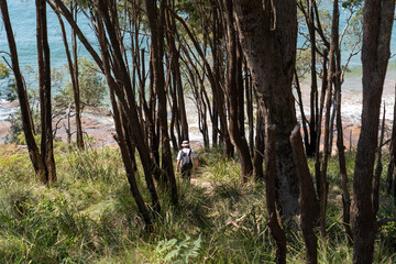 Bush walking in the Ku-ring-gai Chase National Park down to Flint and Steel Beach, north of Sydney,...